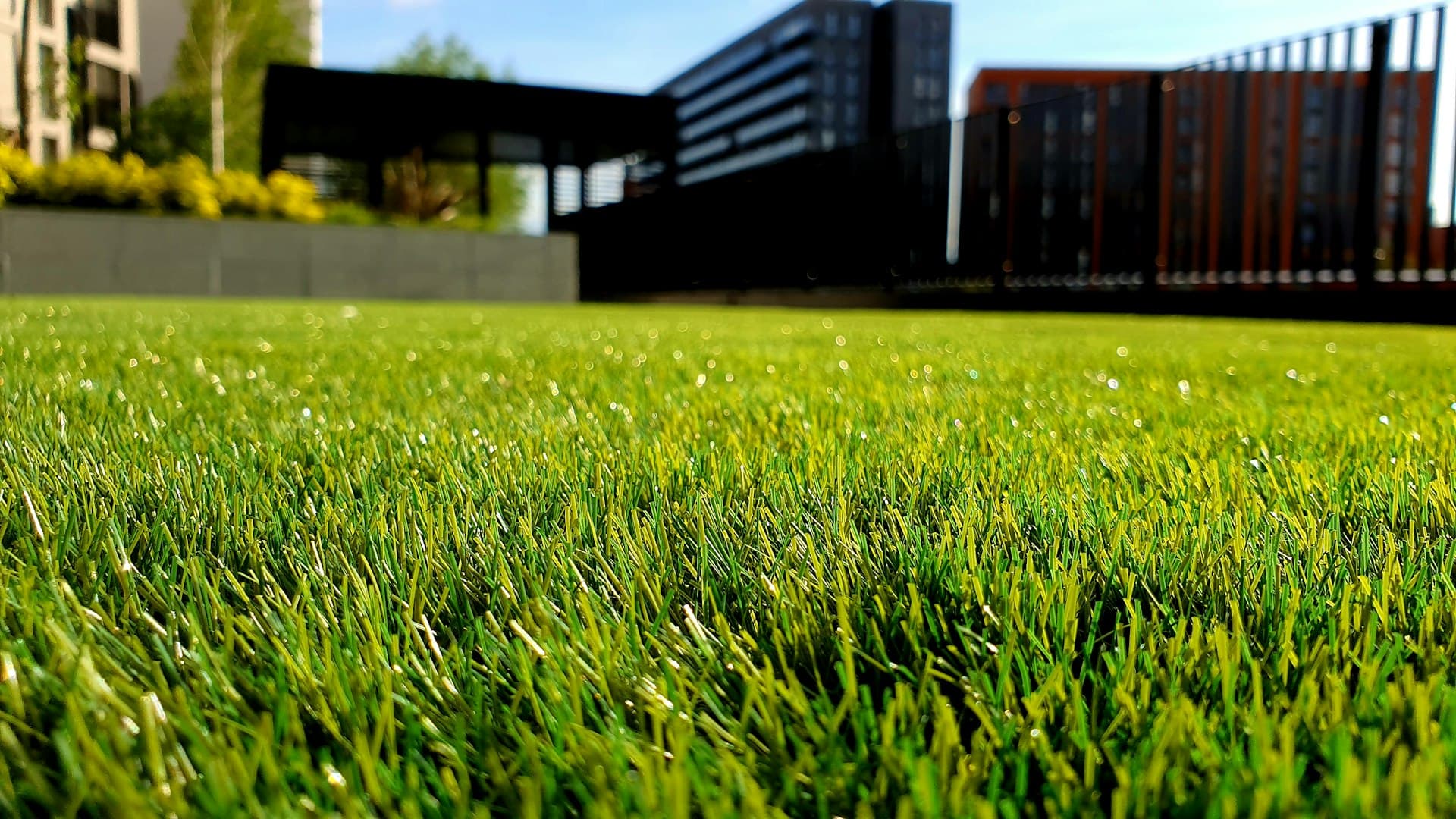 Lush green lawn under soft daylight